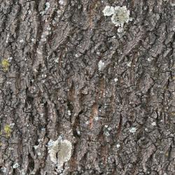 Seamless Bark 0001